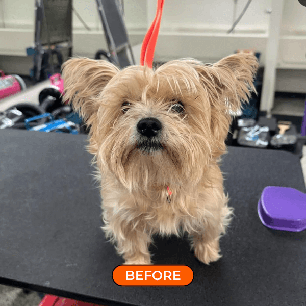 furfun antes e depois 1
