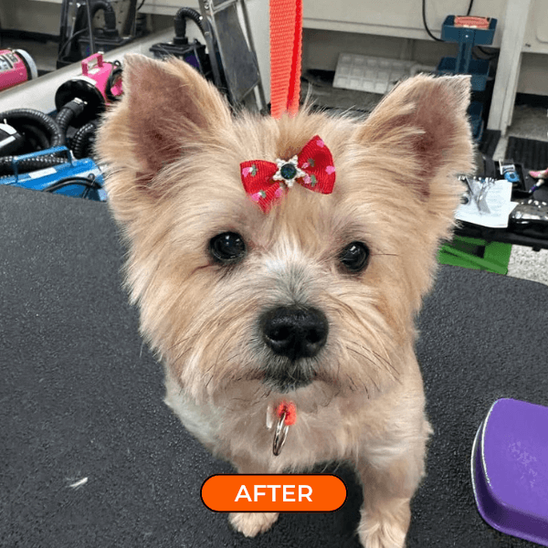 furfun antes e depois 2