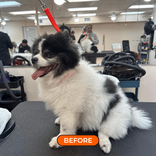 furfun antes e depois 3