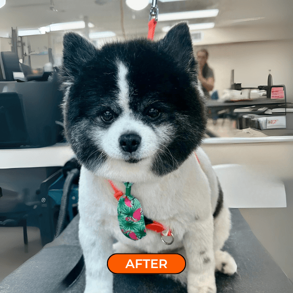furfun antes e depois 4