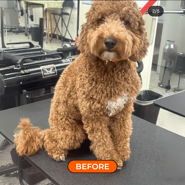 furfun antes e depois 5
