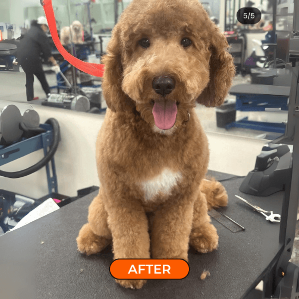 furfun antes e depois 6